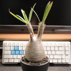 パキポディウム グラキリス 発根済み 観葉植物 塊根植物 ビザール
