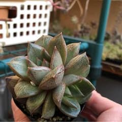 多肉植物 大和錦のサムネイル
