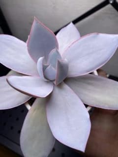カンテ　エケベリア　Echeveria 多肉植物　実生　大苗のサムネイル