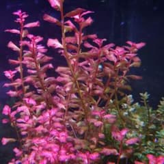 m80370780271_1.jpg?1756174771