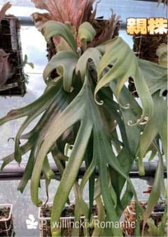 ビカクシダP.Willinckii Bulla, P.Romantic mix - メルカリ