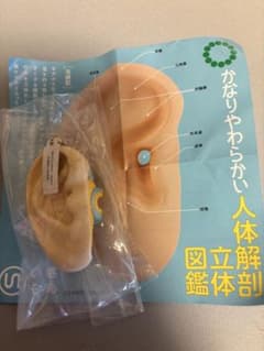 人体解剖立体図鑑 耳模型のサムネイル