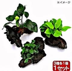 無農薬 アヌビアスナナ付き Mサイズ流木です。のサムネイル