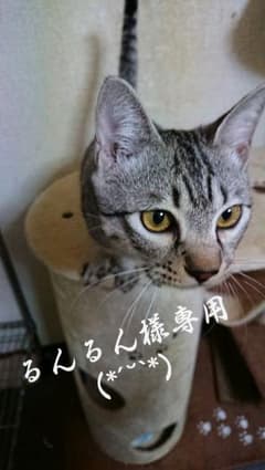 ツートンウィッグのサムネイル