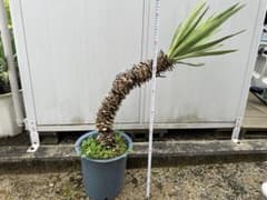 ユッカ グロリオーサ