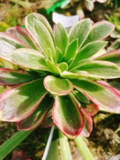 96 フリルの子 小群生 根っこなし カット苗 氷珠玉露 多肉植物 カット