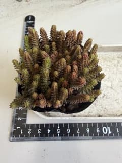 TYYS様専用　サクサグラレモスグリーン2ポット多肉植物のサムネイル