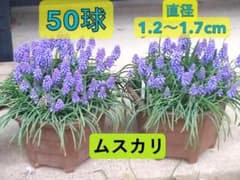 ムスカリ 球根 50球】 直径1.2～1.7cm 秋植え球根 ＃A - メルカリ