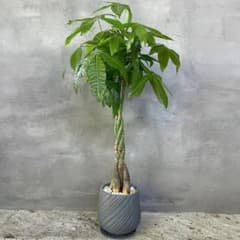 大型 パキラ 編み込み仕立て 8号 陶器鉢 植え込み発送 - メルカリ