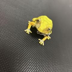 黄色カエル　キーホルダーのサムネイル