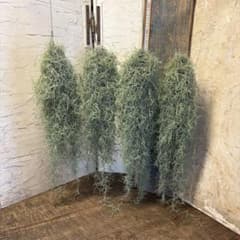 エアープランツ チランジア ウスネオイデス 大束4つ スパニッシュモス