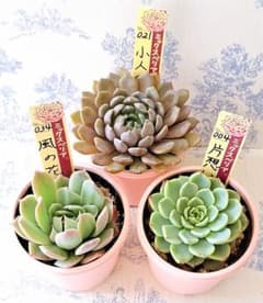 片想い他3点セット札付きポットごとおらいさん苗ミックスベリア