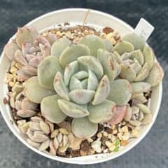 多肉植物 アメイジンググレイス 抜き苗 訳あり品 - メルカリ