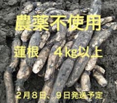 自家栽培農薬不使用　愛知県産れんこん　4㎏以上のサムネイル