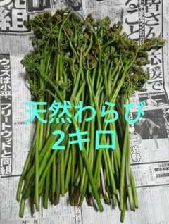 天然わらび2kg　岩手県産のサムネイル