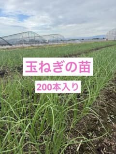 玉ねぎ 貴錦 200本入り 送料無料のサムネイル