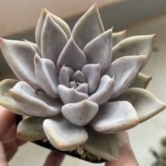 ナッツ様専用　真珠姫　抜き苗　多肉植物のサムネイル