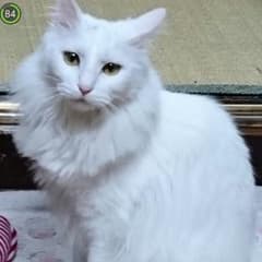 hiro様専用のサムネイル