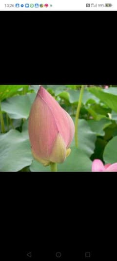 最も古い時代に発見をされている 大賀蓮(おおがはす)の種３個 今年の発芽用 即決のサムネイル