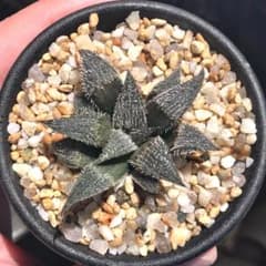 原種】 ハオルチア H. bobii, GM622 多肉植物 - メルカリ