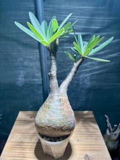 発根済 パキポディウム グラキリス 現地球 良型 塊根植物 コーデックスNO6 発根済 パキポディウム グラキリス 現地球 良型 塊根植物 コーデックス