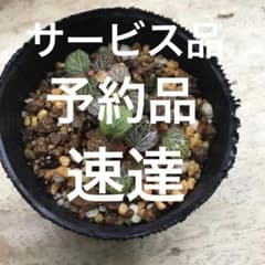 極姫ユキノシタ 山野草 盆栽 - メルカリ