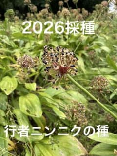 行者ニンニクの種子(2026採種) 100gのサムネイル