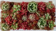 多肉植物　グリーンローズ・セダムカット苗セット①のサムネイル