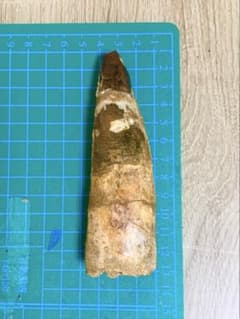 スピノサウルス　歯 化石 標本　恐竜　本物のサムネイル