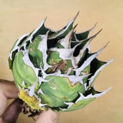 稀少】シロアリ ボールタイプ TC株 アガベ チタノタ - メルカリ