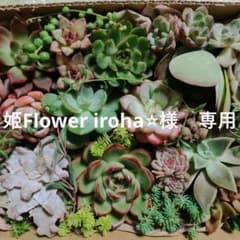 姫Flower iroha⭐︎様　専用のサムネイル