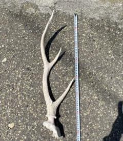 エゾシカ 角 鹿の角 頭蓋骨付き 北海道 一点物 オブジェ ディスプレイ