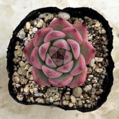 ファームパルク❊エケベリア 桃太郎(6cm鉢,抜き苗,farmPALK ファームパルク苗】 桃太郎 – 多肉植物の通販・販売サイト tawawa