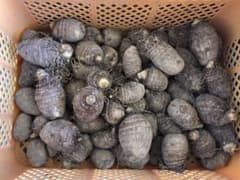 ケイ様専用　里芋種芋のサムネイル