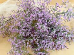 ブルーファンタジア  生花  フレッシュのサムネイル