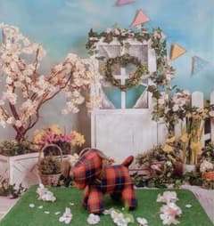 【背景布】春  桜　さくら　タペストリー  写真撮影 誕生日 お祝いのサムネイル