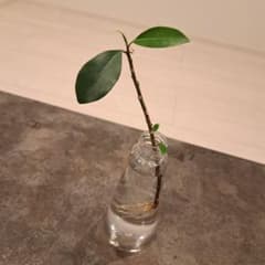 【発根済み】ガジュマル 挿し木 水耕栽培 根付き 18cm 観葉植物 初心者OKのサムネイル