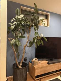 引き取り限定！フィカス 約2m 大型観葉植物 フィカスバーガンディー