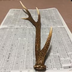 鹿の角のサムネイル