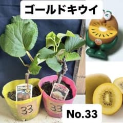 ゴールドキウイ　雄雌セット　No.33のサムネイル