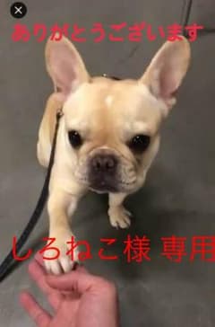 【新品 未使用】包帯 96個のサムネイル