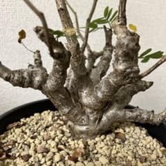 実生】 センナ メリディオナリス - メルカリ