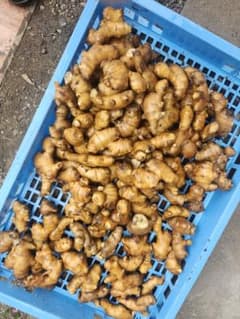 高知県産種生姜　4キロのサムネイル