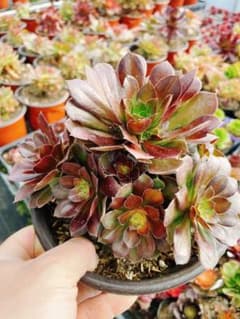 韶秀七彩錦 （シャオシュウ・チカイキン） 群生 多肉植物 アエオニウム