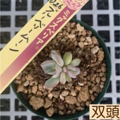ミックスベリア   ブルーベリームーン　小苗　抜き苗　多肉植物のサムネイル