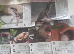 一番くじ 爬虫類&両生類 vol.2 クリアファイル&ステッカーセットのサムネイル