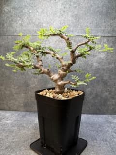 センナ メリディオナリス 海外実生 発根済み 498 - メルカリ