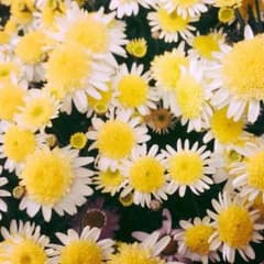 kiyo様専用のサムネイル