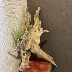 大型流木 オブジェ エアプランツ付きのサムネイル