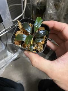 Bucephalandra sp ghost 2016のサムネイル